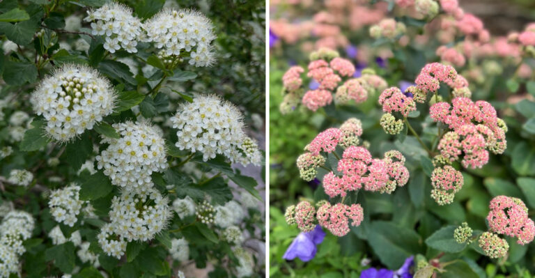 10 Tough Plants That Handle Common Garden Problems In Michigan