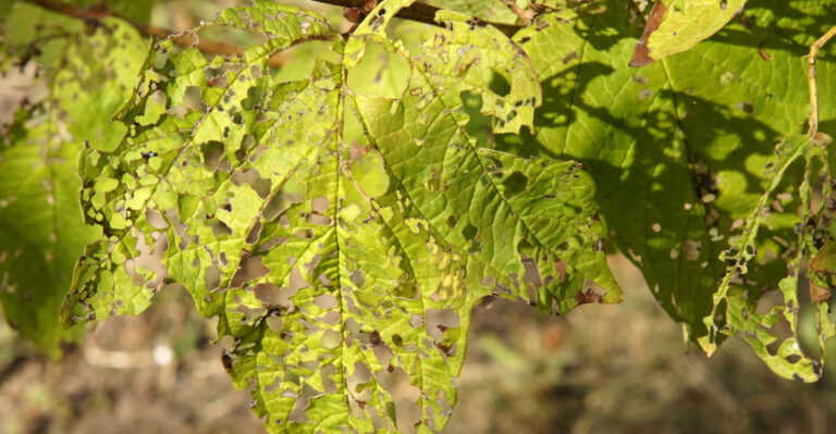 Why Viburnum Leaves In Michigan Look Skeletonized By August And The Pest To Check First