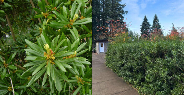 Oregon Gardeners Who Switched From Arborvitae To This Native Stopped Replacing Sick Shrubs Altogether