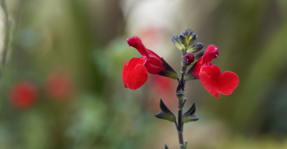 Salvia (featured image)