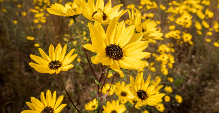 swamp sunflower