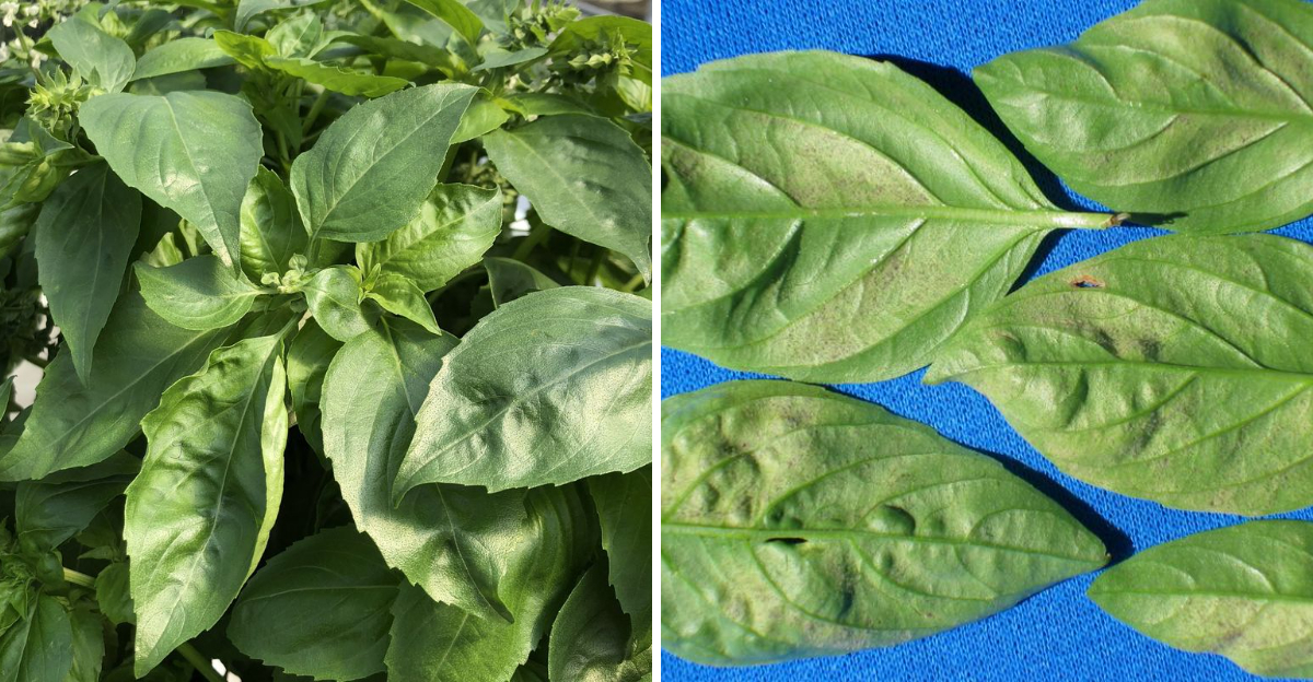 amazel basil