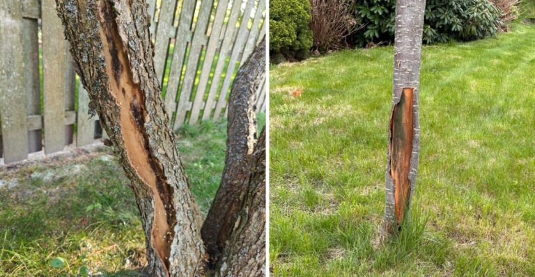The Meaning Behind Sunburned Bark On Your Texas Trees This Summer