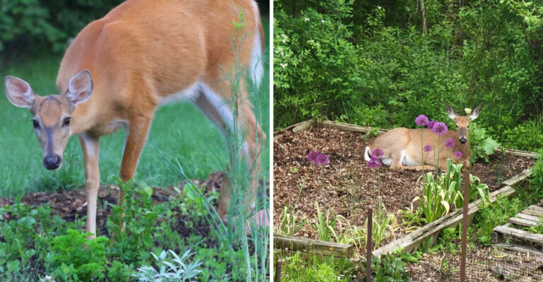 What It Really Means When Deer Start Feeding In Your Pennsylvania Garden At Dusk