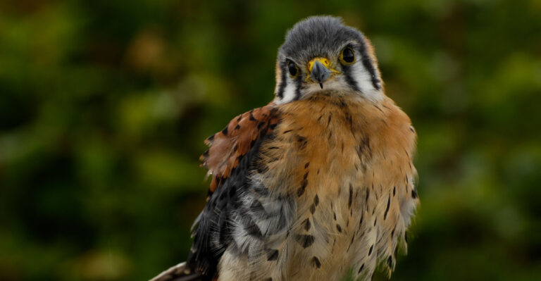American Kestrels (featured image)