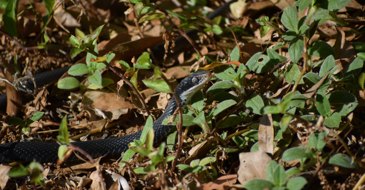 black snake races through the woods