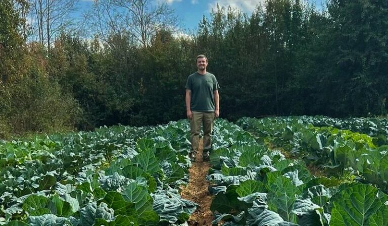 Why North Carolina Gardeners Start Collard Greens In August For Sweeter Leaves After The First Frost