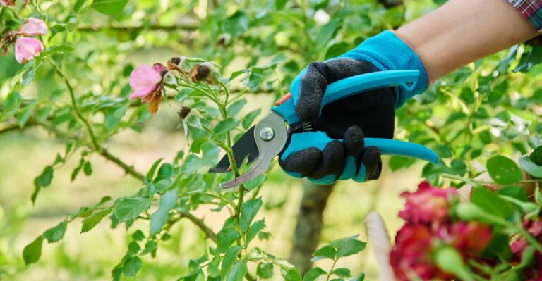The Illinois Rose Task That Ensures A Second Bloom Flush This Fall