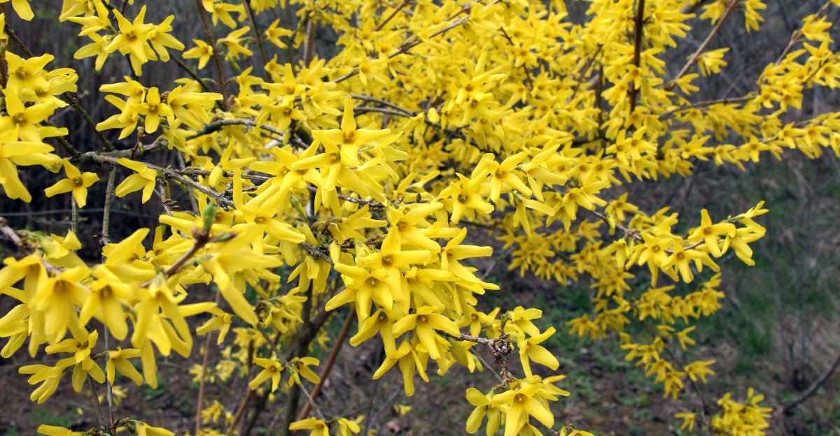 Forsythia (featured image)