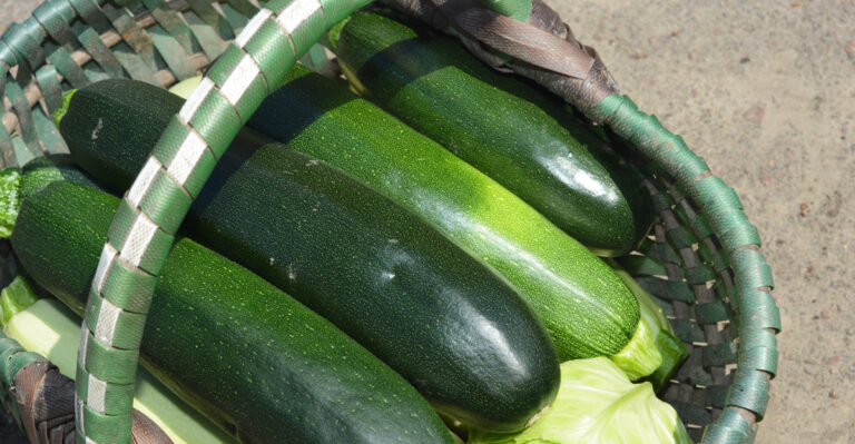 What It Really Means When Zucchini Sizes Up Overnight In A Tennessee Garden