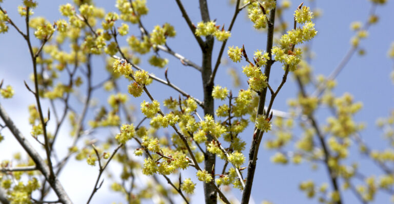spicebush