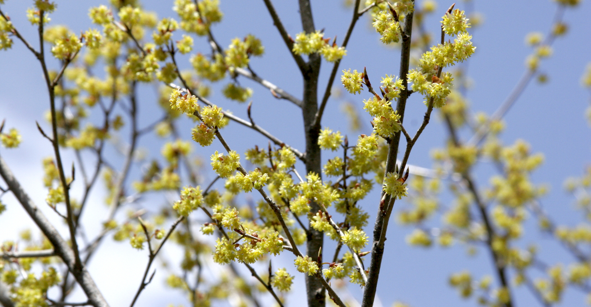 spicebush