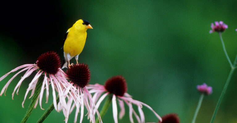 The Oregon Garden Habit That Helps Birds Without Creating A Rat Buffet