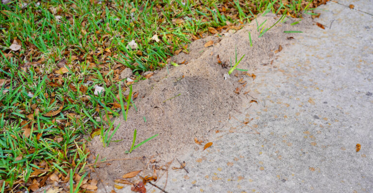 fire ants (featured image)