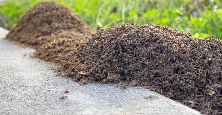 What Late Summer Storms Do To Alabama Fire Ant Mounds