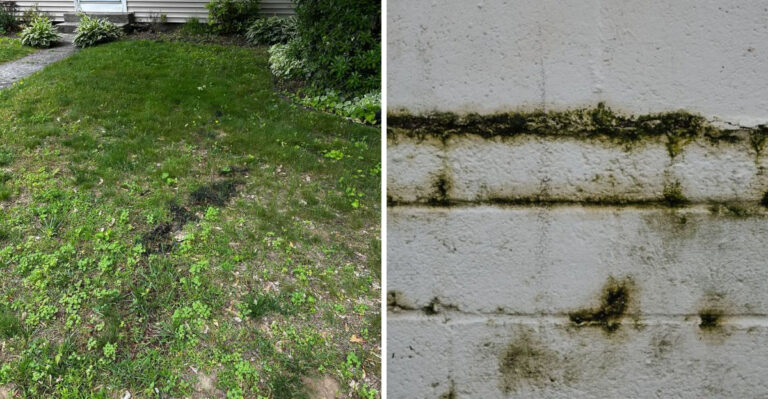 Why Mold Thrives In Arkansas’s Humid Backyards