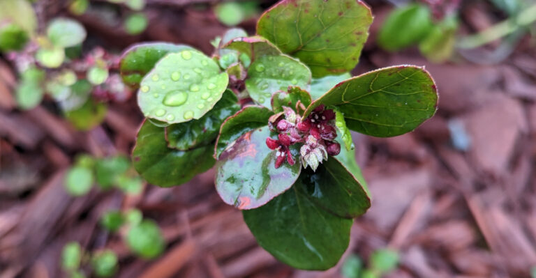 The California Groundcover That Stops Erosion Better Than Ivy Ever Did