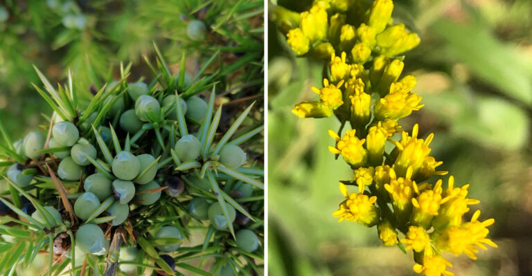 The Pennsylvania Native Plants That Establish In Gravel And Rocky Soil Where Nothing Else Will Grow