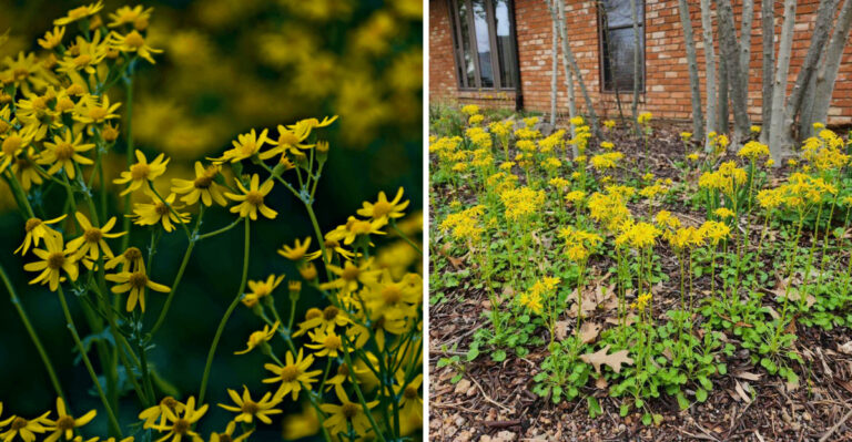 Pennsylvania Gardeners Are Quietly Planting This Native Groundcover To Smother Weeds