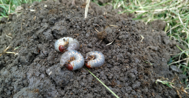 White grubs