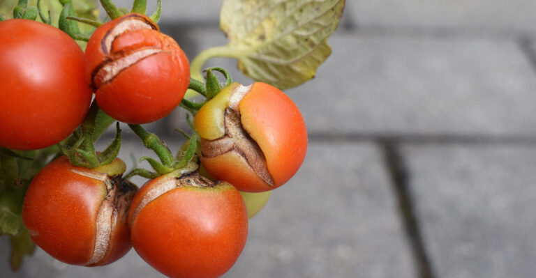 How To Keep California Tomatoes From Cracking During This Week’s Extreme Heat