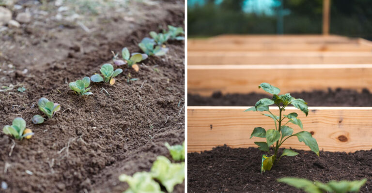 These Amish Planting Methods Are Winning Over Maryland Gardeners
