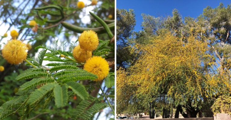The Fragrant Arizona Shade Tree That Needs Very Little Cleanup