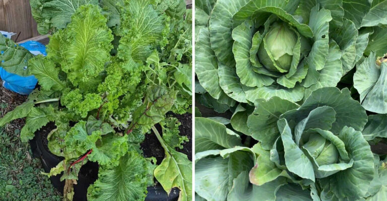 These Michigan Greens Actually Taste Better After A Fall Frost