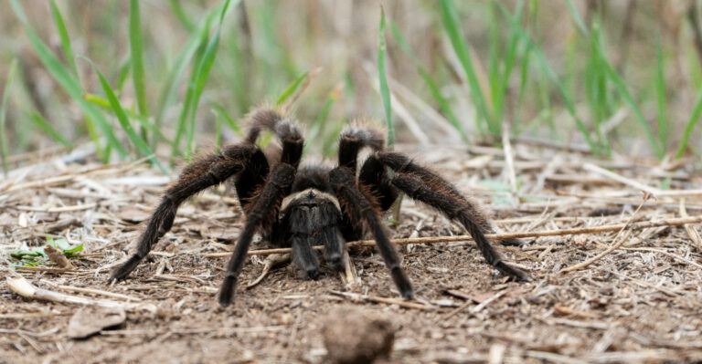 Why Tarantulas Start Crossing California Yards And Driveways In Late Summer
