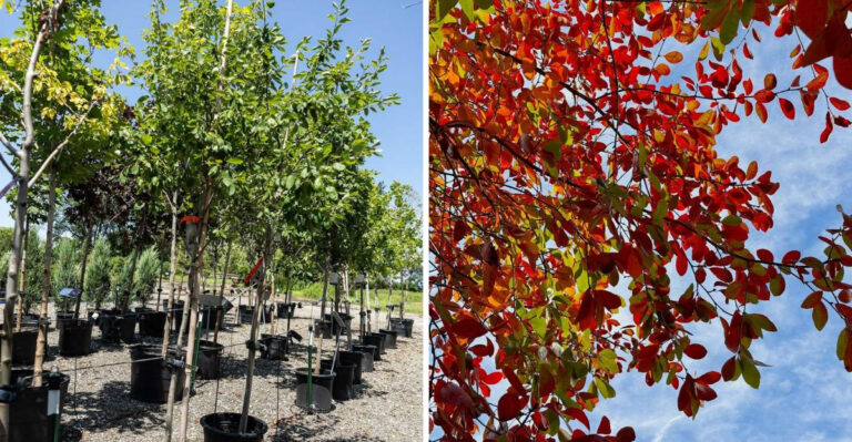 The Pennsylvania Tree Most Homeowners Wish They Had Planted Five Years Ago