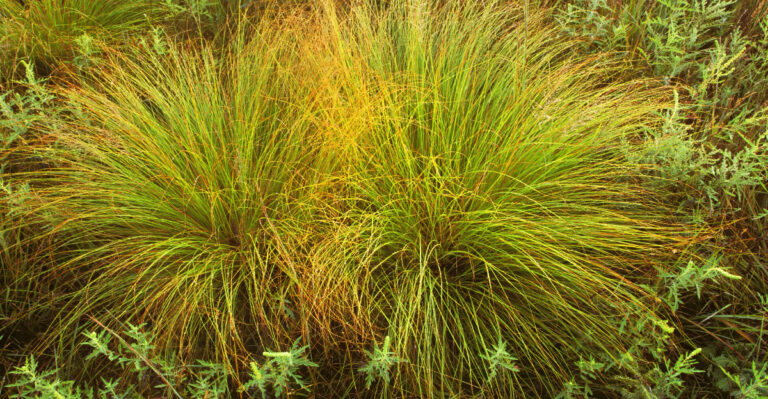 prairie dropseed