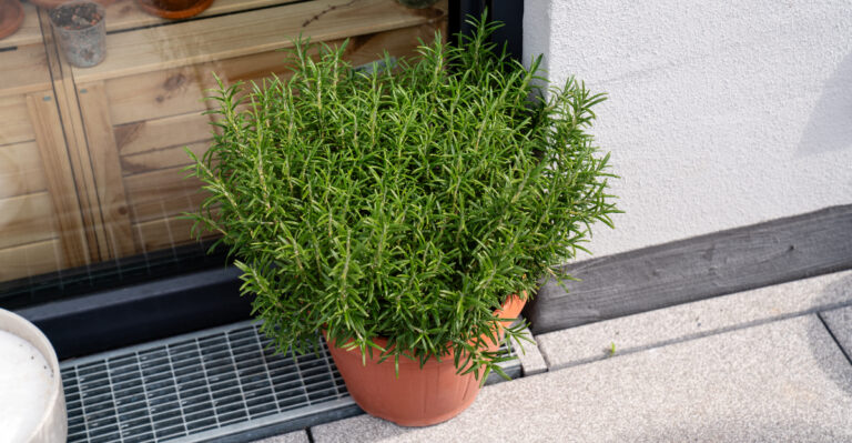Growing Rosemary Along Your Massachusetts Porch Pays Off This August