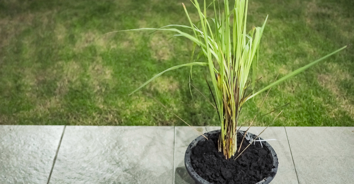 lemongrass (featured image)