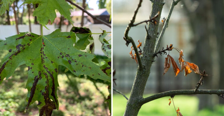 What It Really Means When Trees In Connecticut Shed Leaves Before Fall