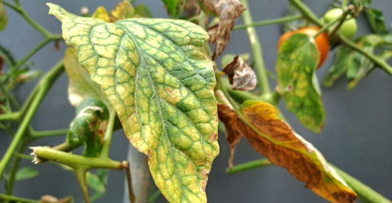 Why Oregon Tomato Leaves Turn Yellow And What Gardeners Should Fix First