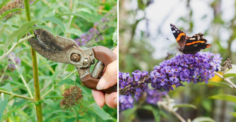 The One Thing Michigan Butterfly Bush Needs In September To Keep Blooming