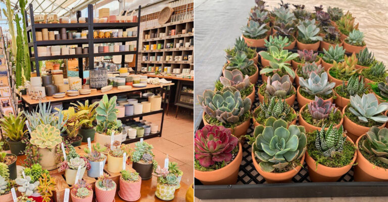 The Best California Nurseries For Rare Succulents Most Big Stores Never Carry