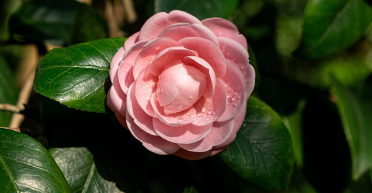 The Oregon Camellia Watering Job That Decides Next Spring’s Buds