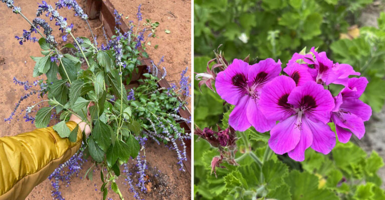 8 Pennsylvania Plants Ready To Propagate In August