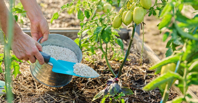20 Fertilizing Habits That Will Transform Your Tomato Yield This Growing Season