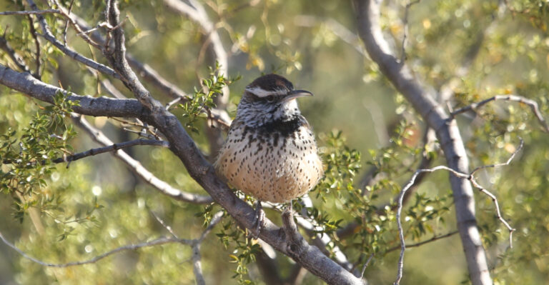 Cactus Wren (featured image)