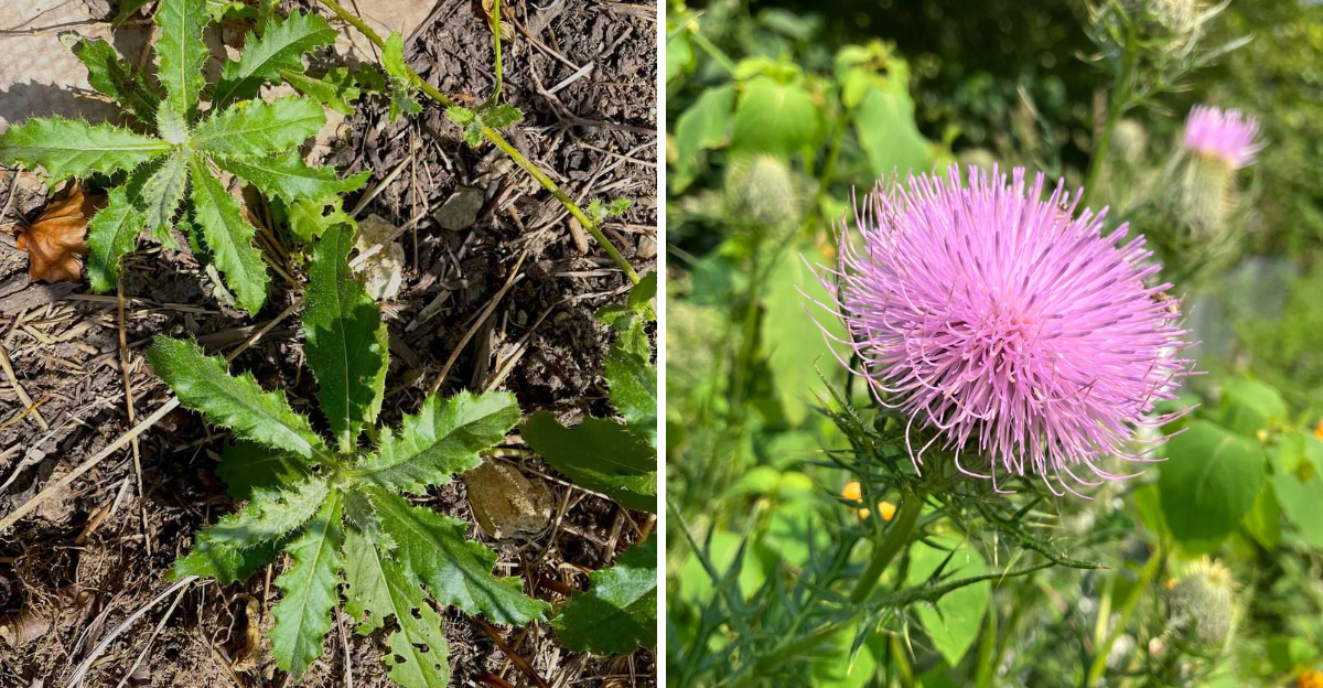 canada thistle