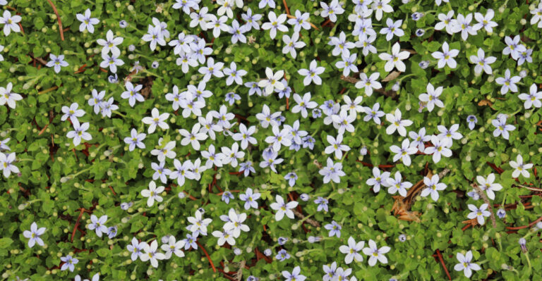 California Groundcovers That Survive Being Walked On Every Day