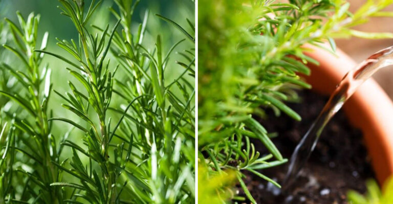 rosemary