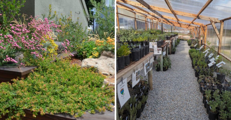 Where California Gardeners Find Rare Native Plants Big Stores Rarely Carry