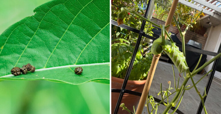 Never Ignore Dark Green Droppings Under Your Tomato Plants