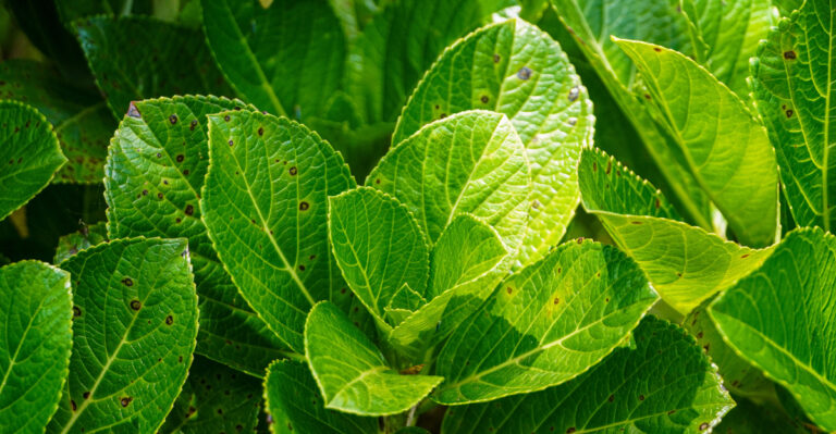 These Are The Reasons Your Hydrangea Leaves Are Turning Spotty Brown In Illinois