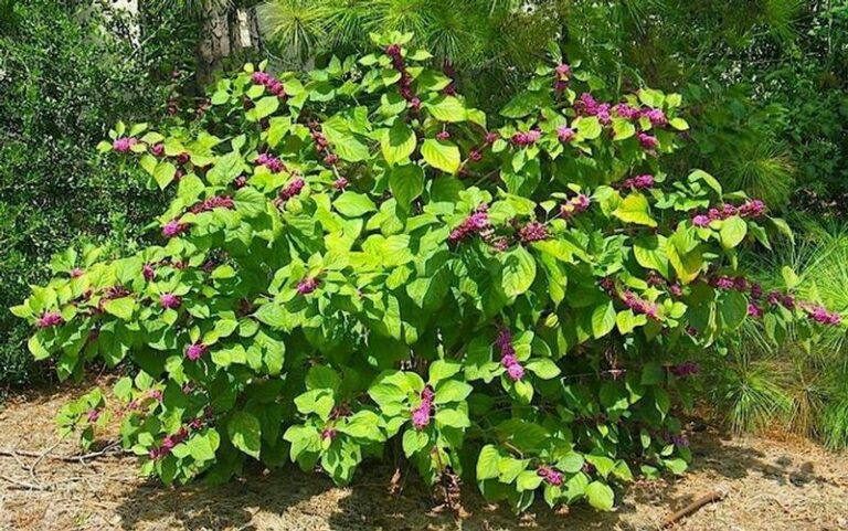 The One Native North Carolina Shrub That Turns A Bare Wooded Edge Into A Songbird Nesting Spot