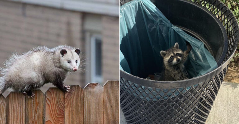 Is It Legal To Catch And Relocate Nuisance Wildlife From Your Oregon Yard?