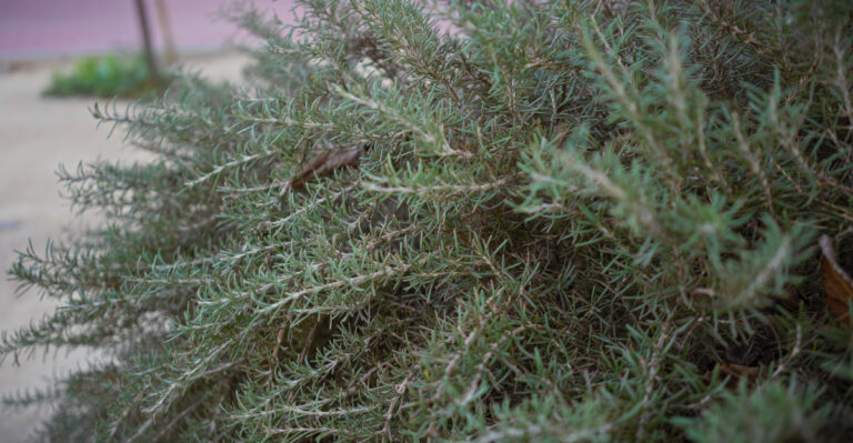 Why Oregon Rosemary Turns Brown In The Middle Even When The Outside Still Looks Healthy